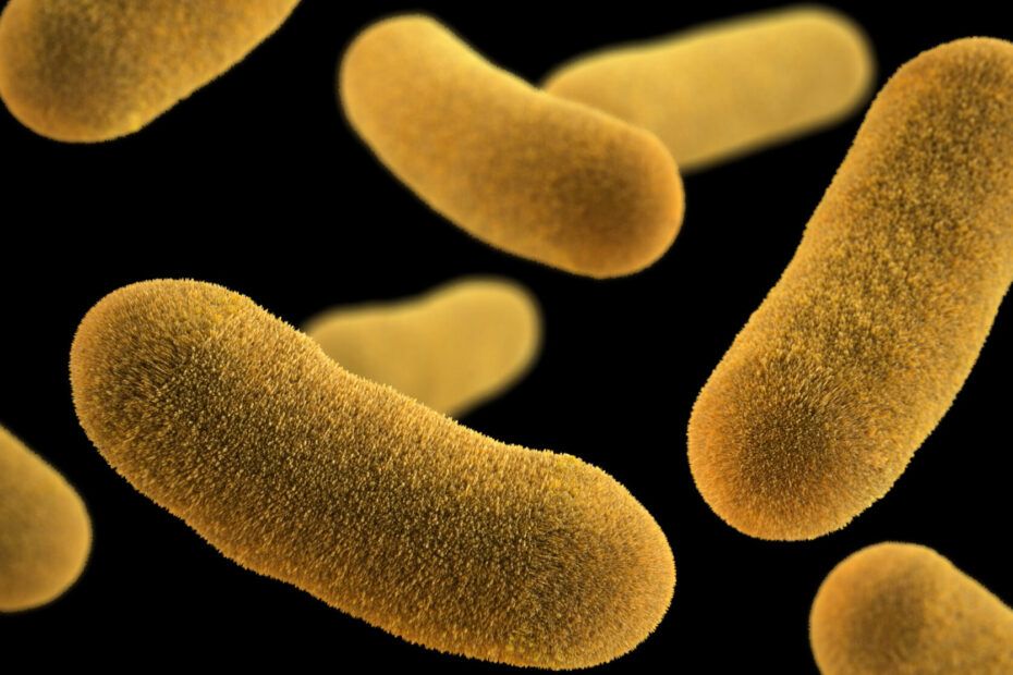 Yersinioza este o infecție bacteriană care afectează stomacul