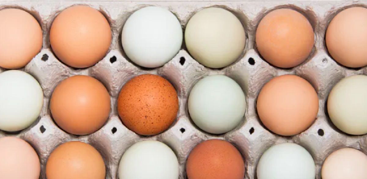 Culorile diferite ale ouălelor: ce indică? Test simplu cu care poți verifica prospețimea ouălelor