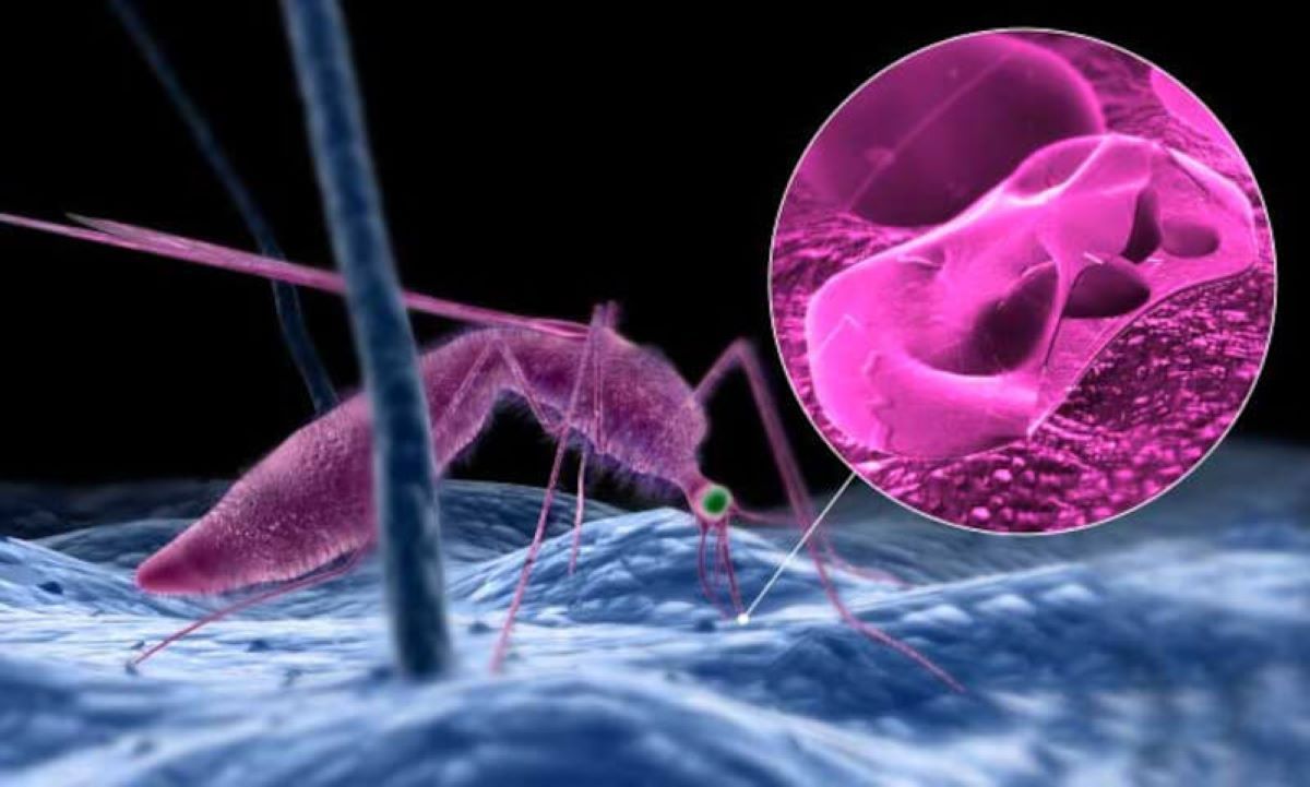 malaria