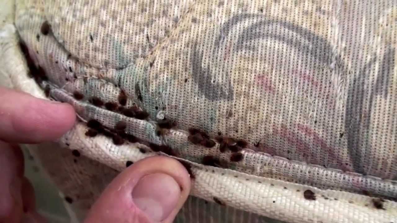 Cum să identifici și să elimini ploșnițele de pat. Semne, pericole și soluții eficiente
