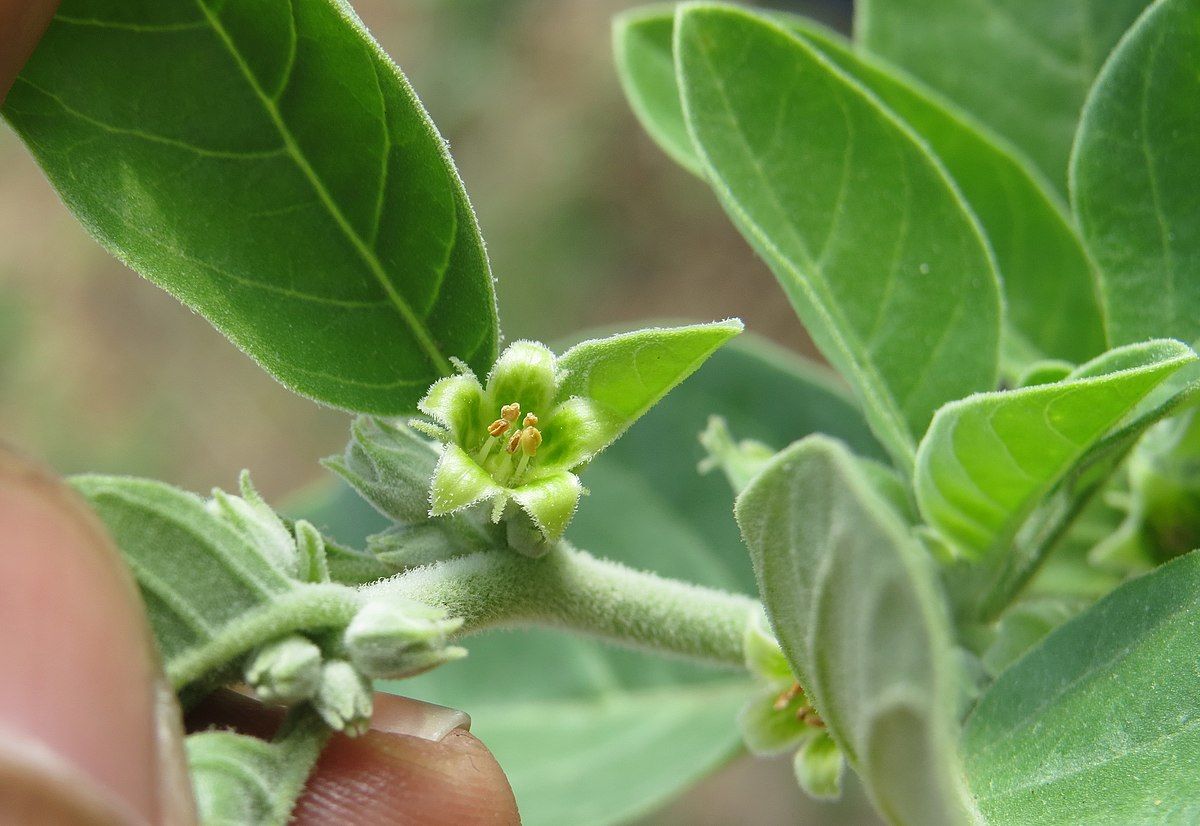 Descoperă puterea ashwagandhei, planta minune. Beneficii uimitoare pentru minte și corp