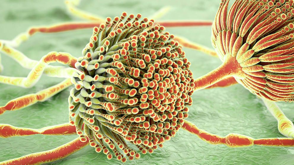 Aspergillus flavus