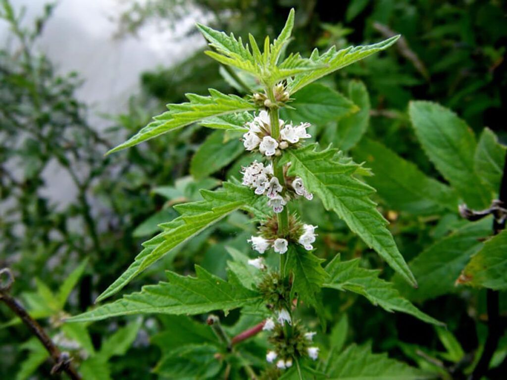 piciorul lupului
