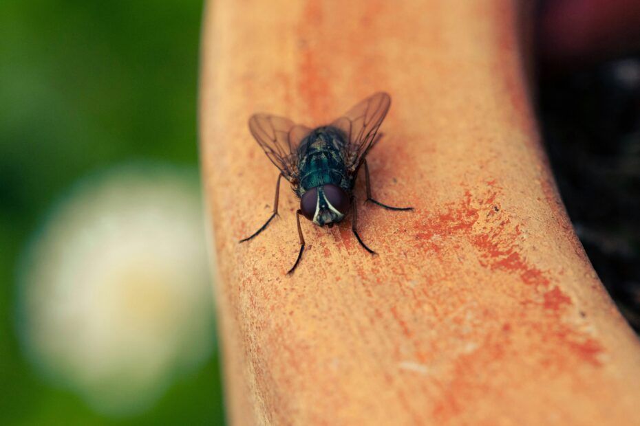 MUSCA