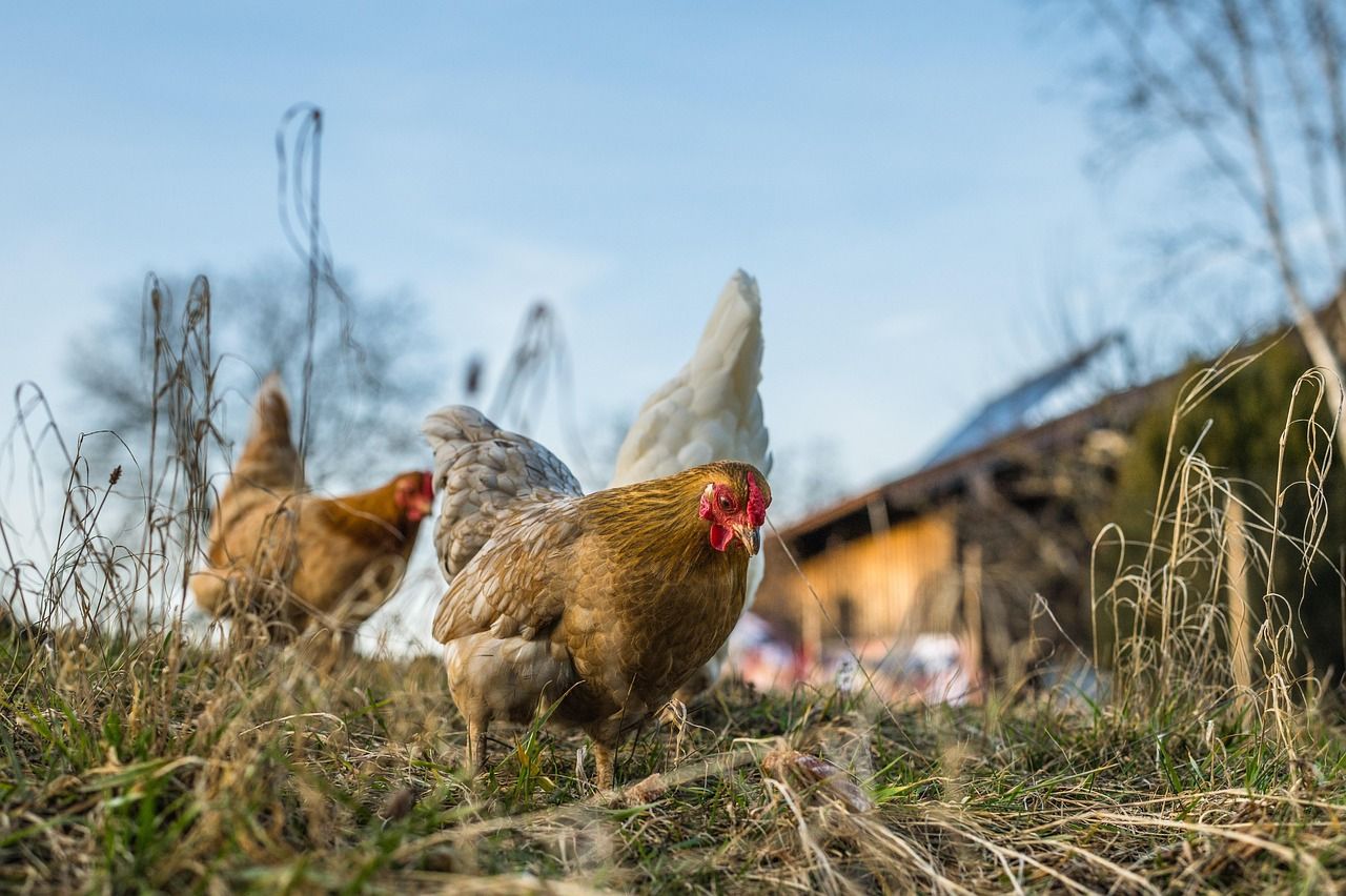 Lege pentru românii care au animale în curte. Se dau amenzi de până la 6.000 de lei