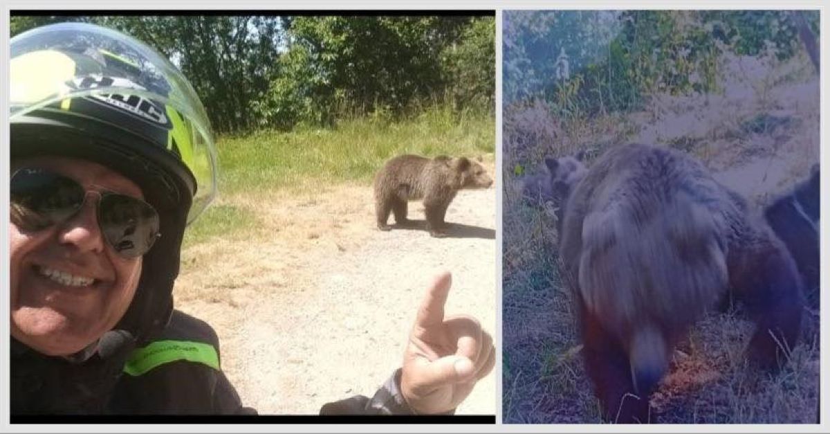 Răsturnare de situaţie în cazul ursoaicei cu pui, ucisă pe Transfăgărăşan! Acuzaţii grave la adresa autorităţilor!
