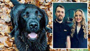 caine tratament cuplu