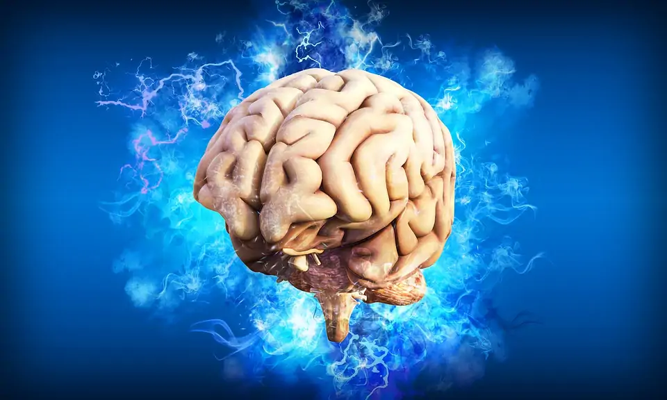 Care este compoziția fizică a creierului uman?